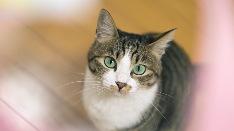 可愛い猫に癒されよう 大阪のおすすめ猫カフェを紹介 おおさか調査委員会